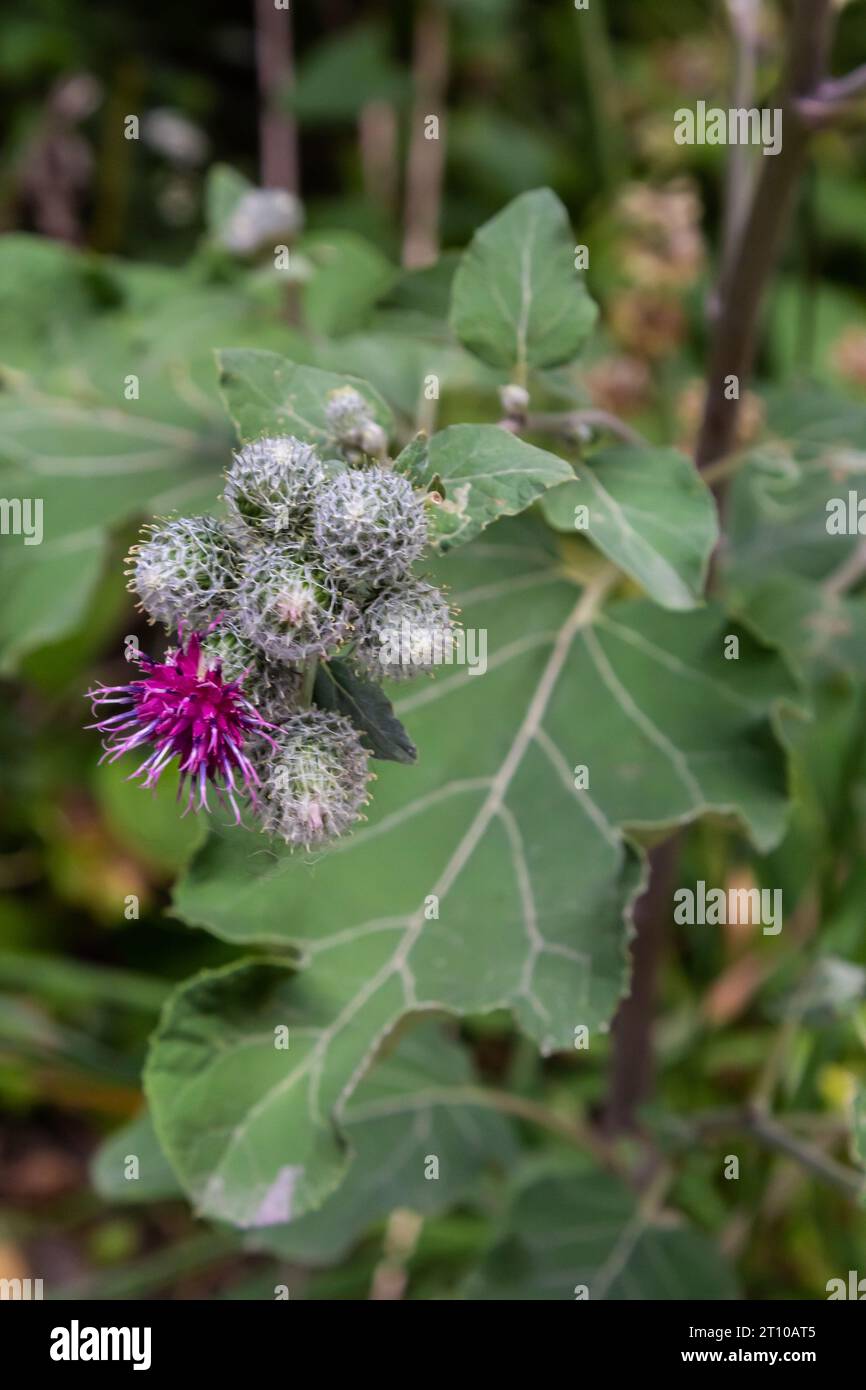 Fiori di grande Burdock Arctium lappa. Messa a fuoco selettiva con profondità di campo ridotta. Foto Stock