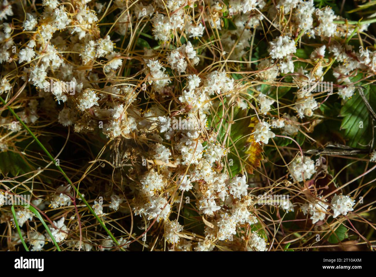 Flora di Gran Canaria - fili-come gli steli aggrovigliati di Cuscuta approssimata aka dodder parassita pianta macro naturale sfondo floreale. Foto Stock