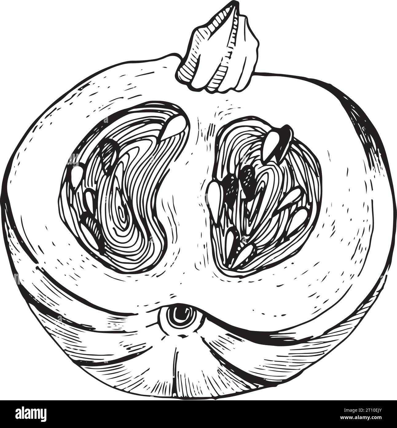 Illustrazione vettoriale. Una zucca a taglio con semi all'interno, disegnata come grafica su sfondo bianco. Adatto per la stampa su tessuto, carta, design Illustrazione Vettoriale