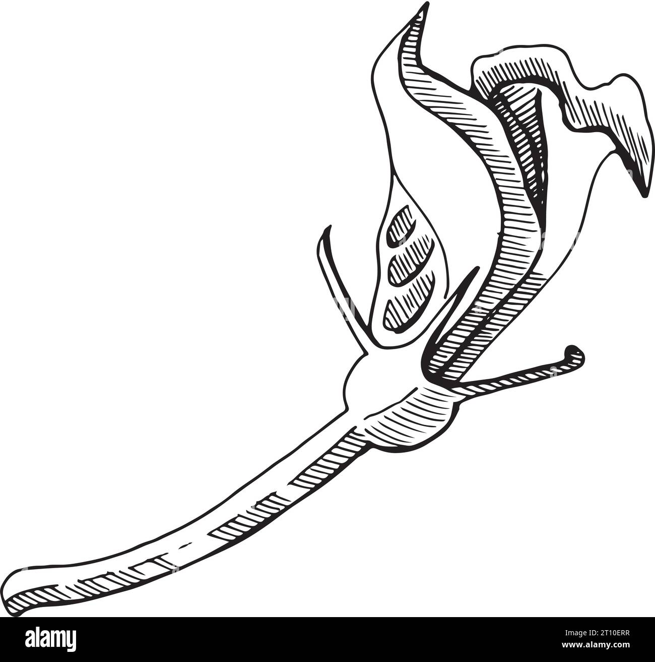Illustrazione vettoriale. Un fiore di zucca intatto, disegnato graficamente su uno sfondo bianco. Adatto per la stampa su tessuto, carta, design Illustrazione Vettoriale