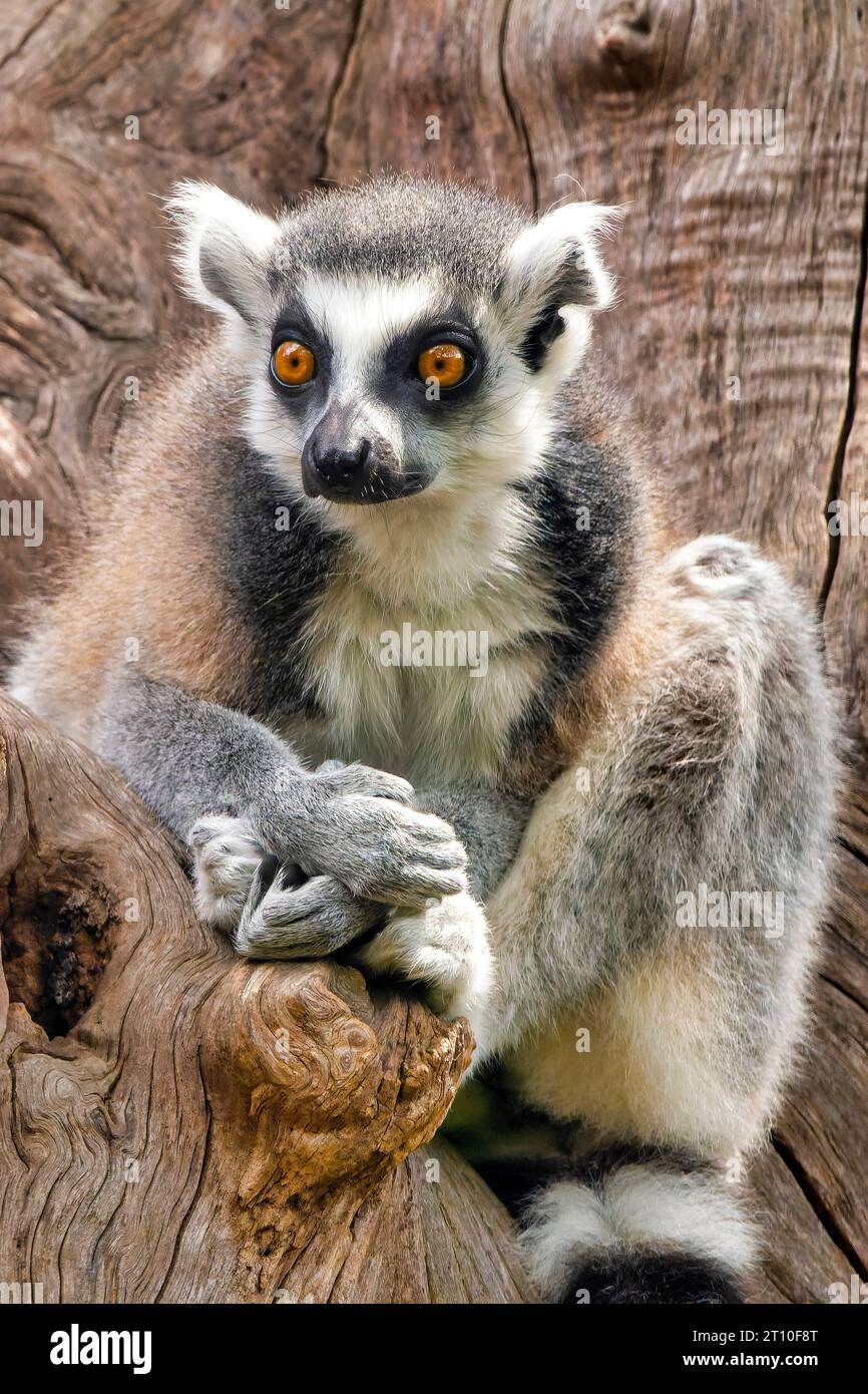 Primo piano di un lemure con coda ad anello (Lemur catta) Foto Stock