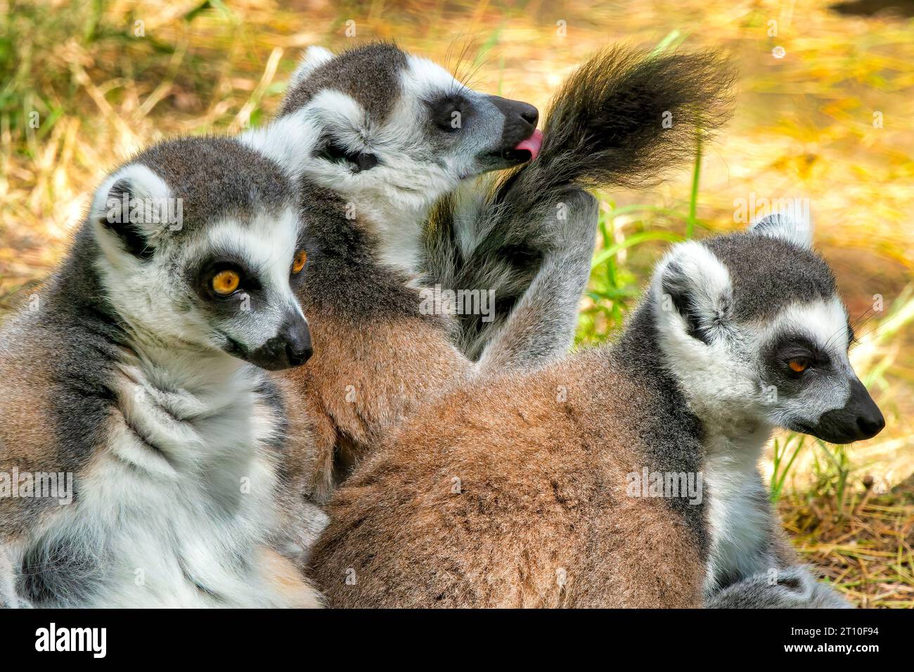 Primo piano di un gruppo di lemuri dalla coda ad anello (Lemur catta) Foto Stock