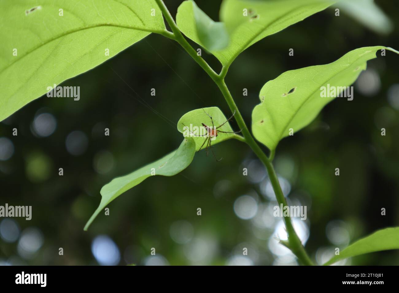 Vista angolare bassa di un ragno Lynx di colore arancione seduto sul lato inferiore di una foglia verde di una pianta di alberi di Nedun Foto Stock