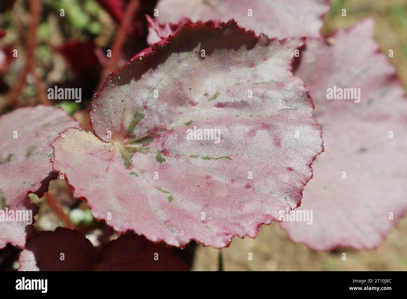 Vista ravvicinata di una foglia di colore rosso rosato di una pianta di Begonia conosciuta come il re Begonia (Begonia Rex) nel giardino Foto Stock