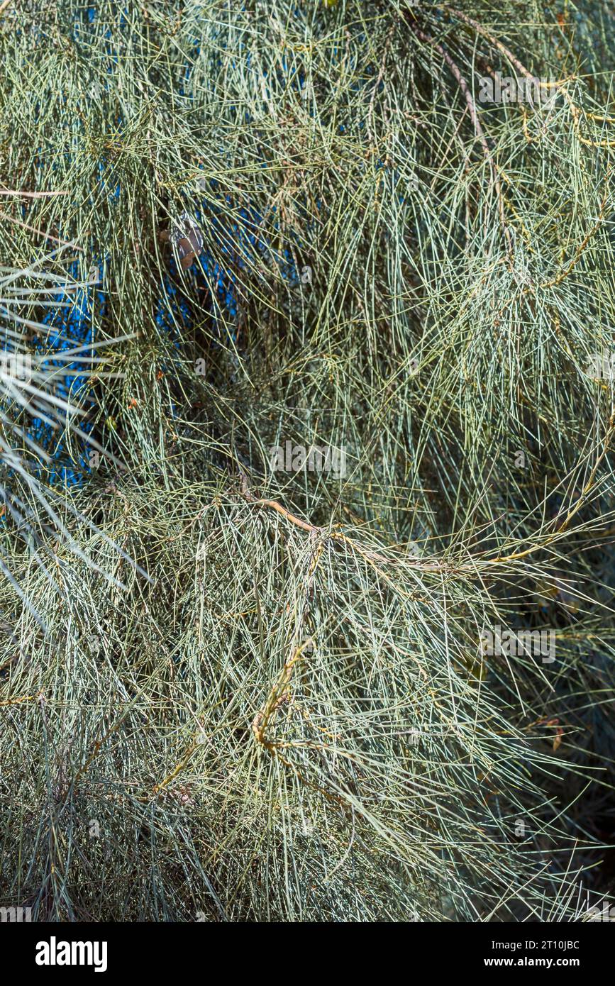 Il Waddywood Tree o Birdsville Wattle (Acacia peuce) con i suoi fillodi simili ad aghi adattati per il clima arido e secco dell'Australia centrale Foto Stock
