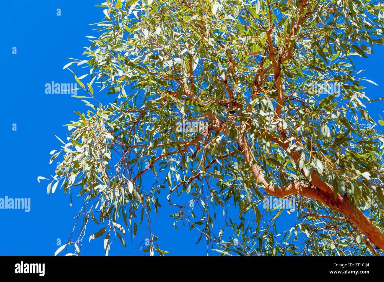 Il Desert Bloodwood Tree (Corymbia opaca) è endemico delle regioni interne e aride dell'Australia occidentale settentrionale e del territorio del Nord Foto Stock