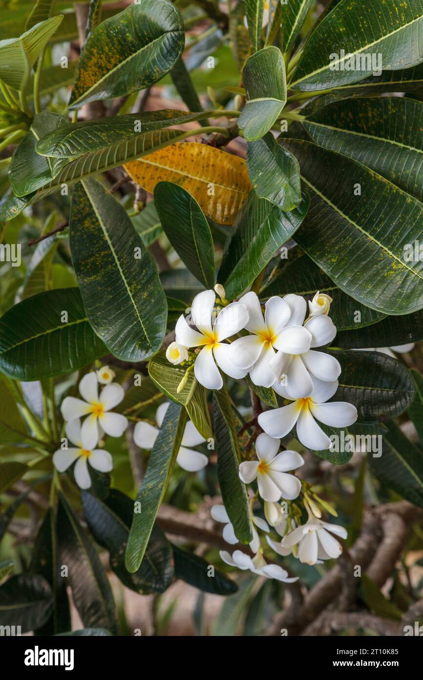 Frangipani Lumeria Obtusa - Giardino Sacro Frangipani - Fiore del cimitero di Singapore - Frangipani bianco Foto Stock