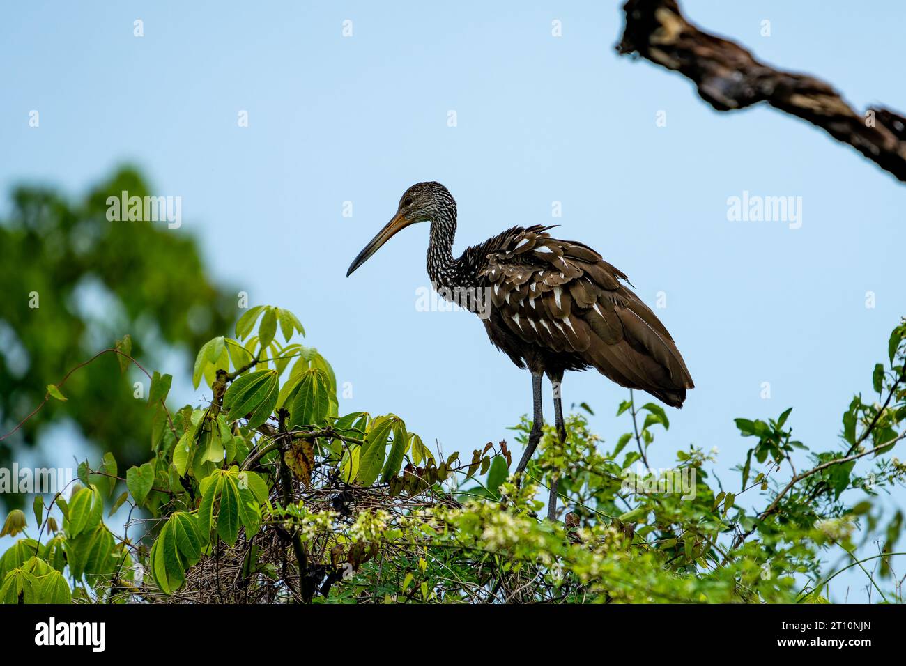 Un Limpkin, Aramus guarauna, arroccato su un albero lungo il New River nel quartiere Orange Walk del Belize. Foto Stock