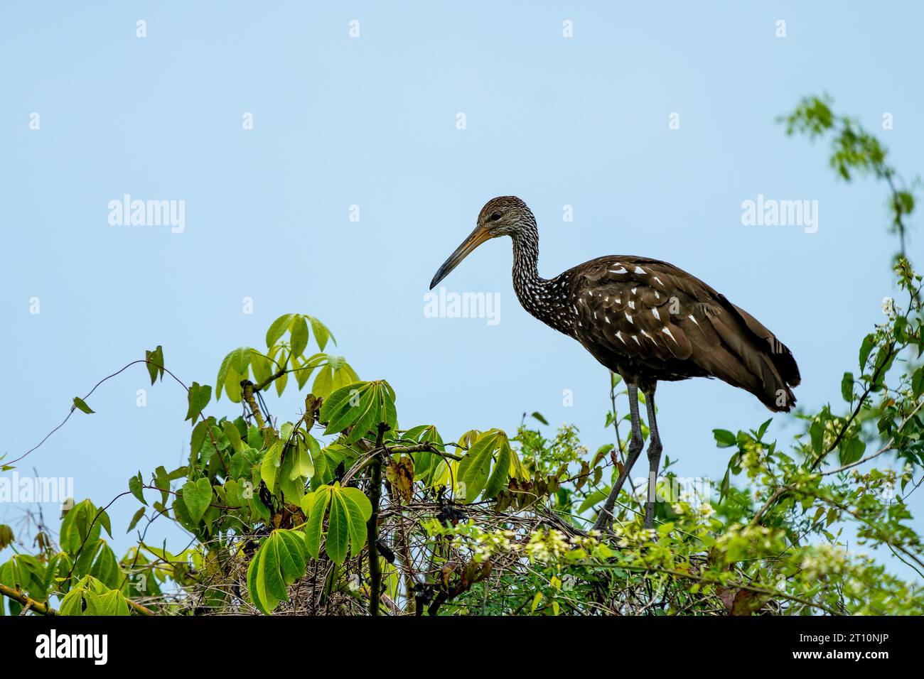 Un Limpkin, Aramus guarauna, arroccato su un albero lungo il New River nel quartiere Orange Walk del Belize. Foto Stock