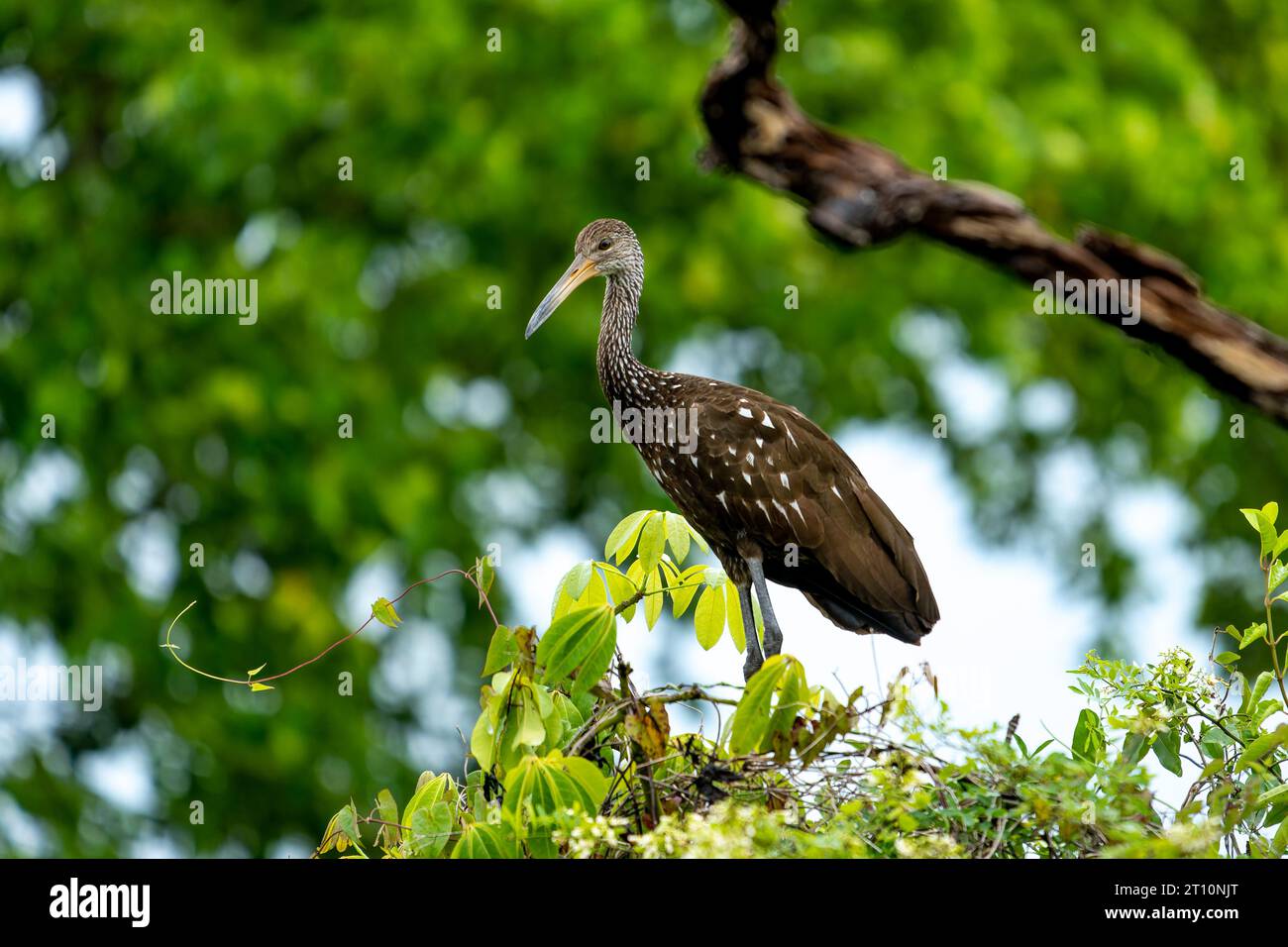 Un Limpkin, Aramus guarauna, arroccato su un albero lungo il New River nel quartiere Orange Walk del Belize. Foto Stock