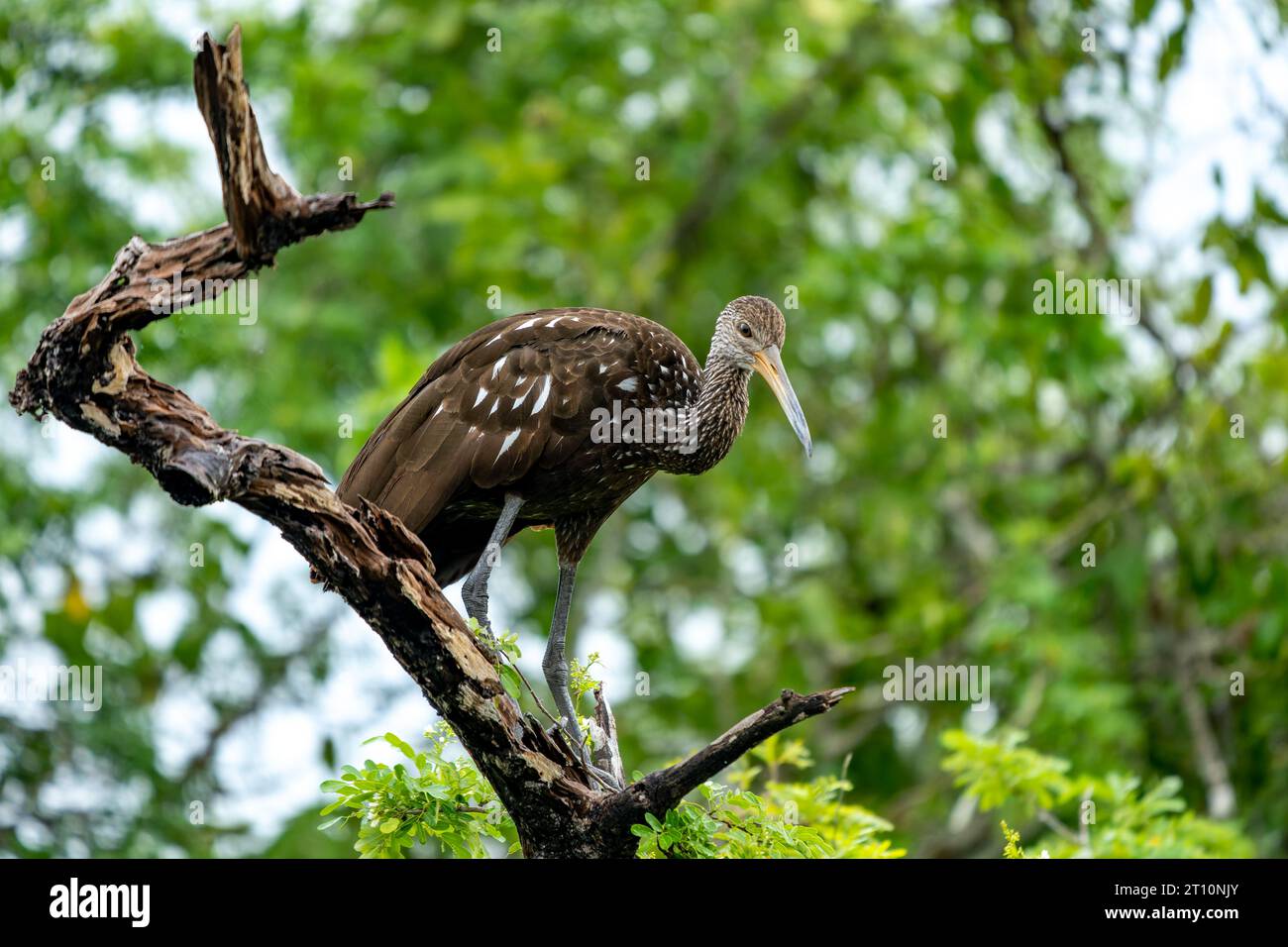Un Limpkin, Aramus guarauna, arroccato su un albero lungo il New River nel quartiere Orange Walk del Belize. Foto Stock