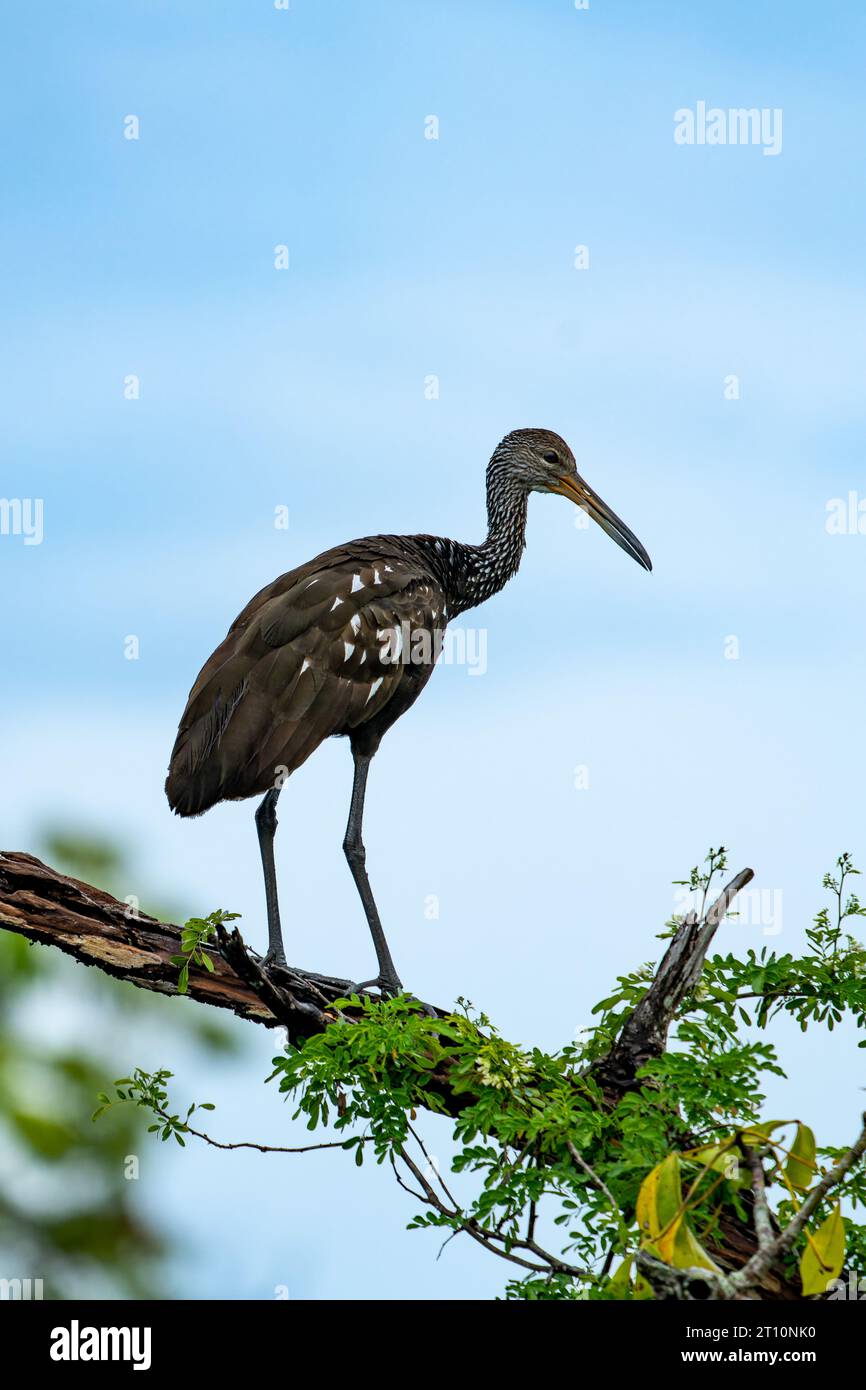 Un Limpkin, Aramus guarauna, arroccato su un albero lungo il New River nel quartiere Orange Walk del Belize. Foto Stock