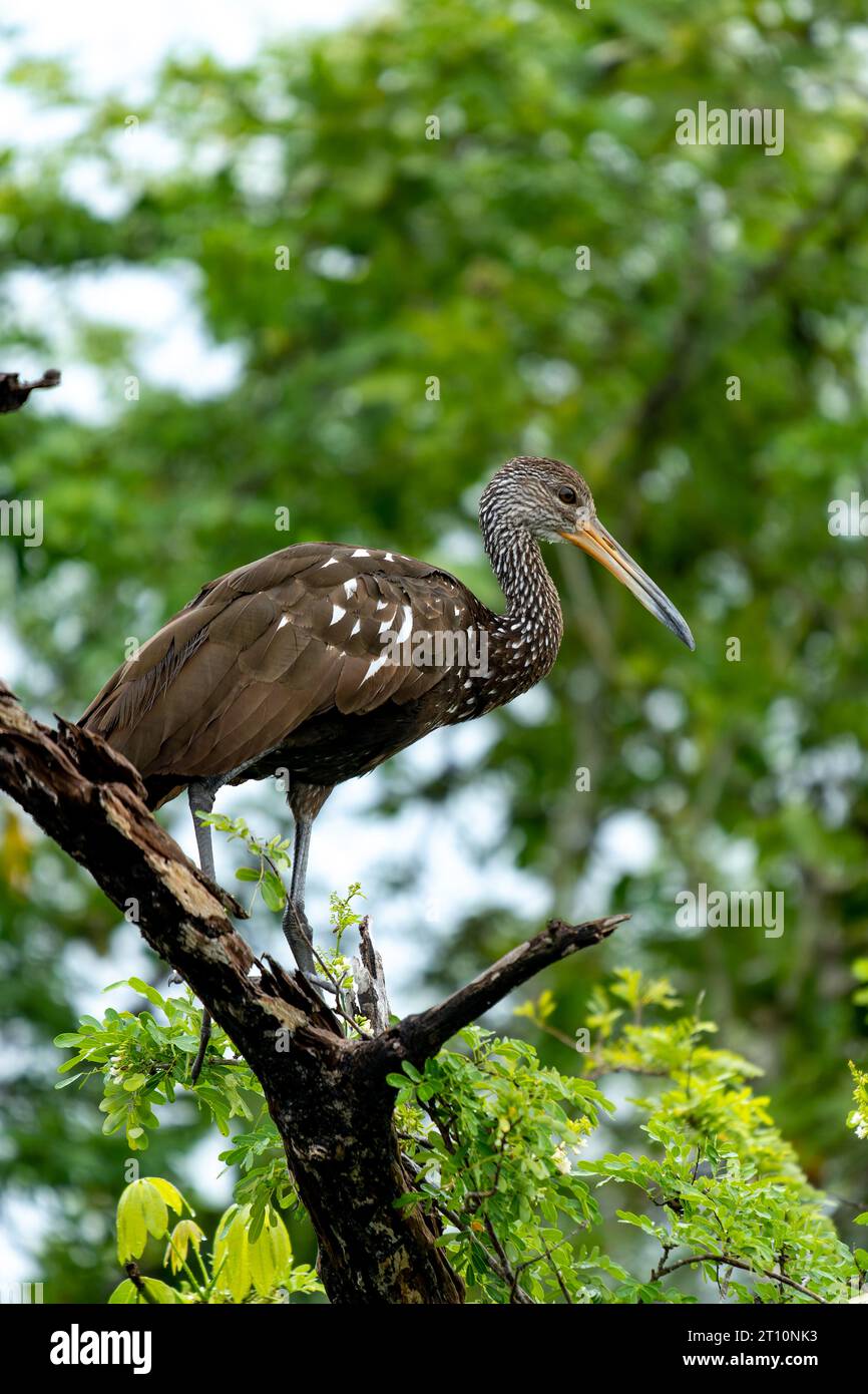 Un Limpkin, Aramus guarauna, arroccato su un albero lungo il New River nel quartiere Orange Walk del Belize. Foto Stock