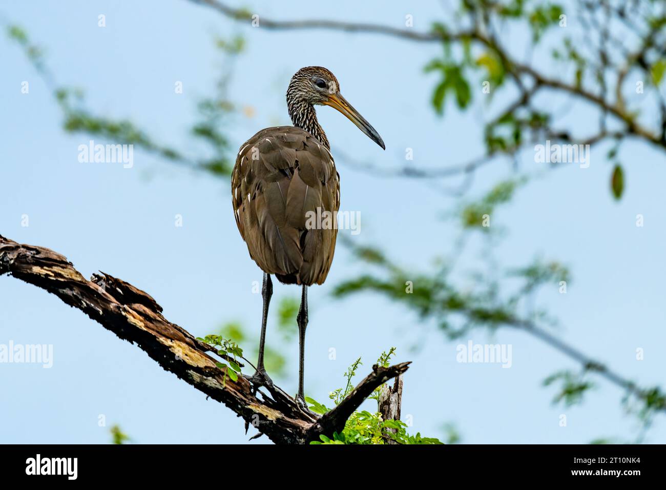 Un Limpkin, Aramus guarauna, arroccato su un albero lungo il New River nel quartiere Orange Walk del Belize. Foto Stock
