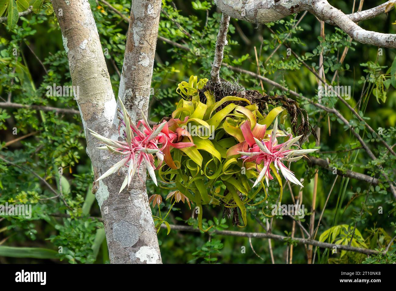 L'infiorescenza rosa e i fiori di un pantaloni Shirley Temple, Tillandsia streptophylla, su un albero vicino al fiume New in Belize. Foto Stock