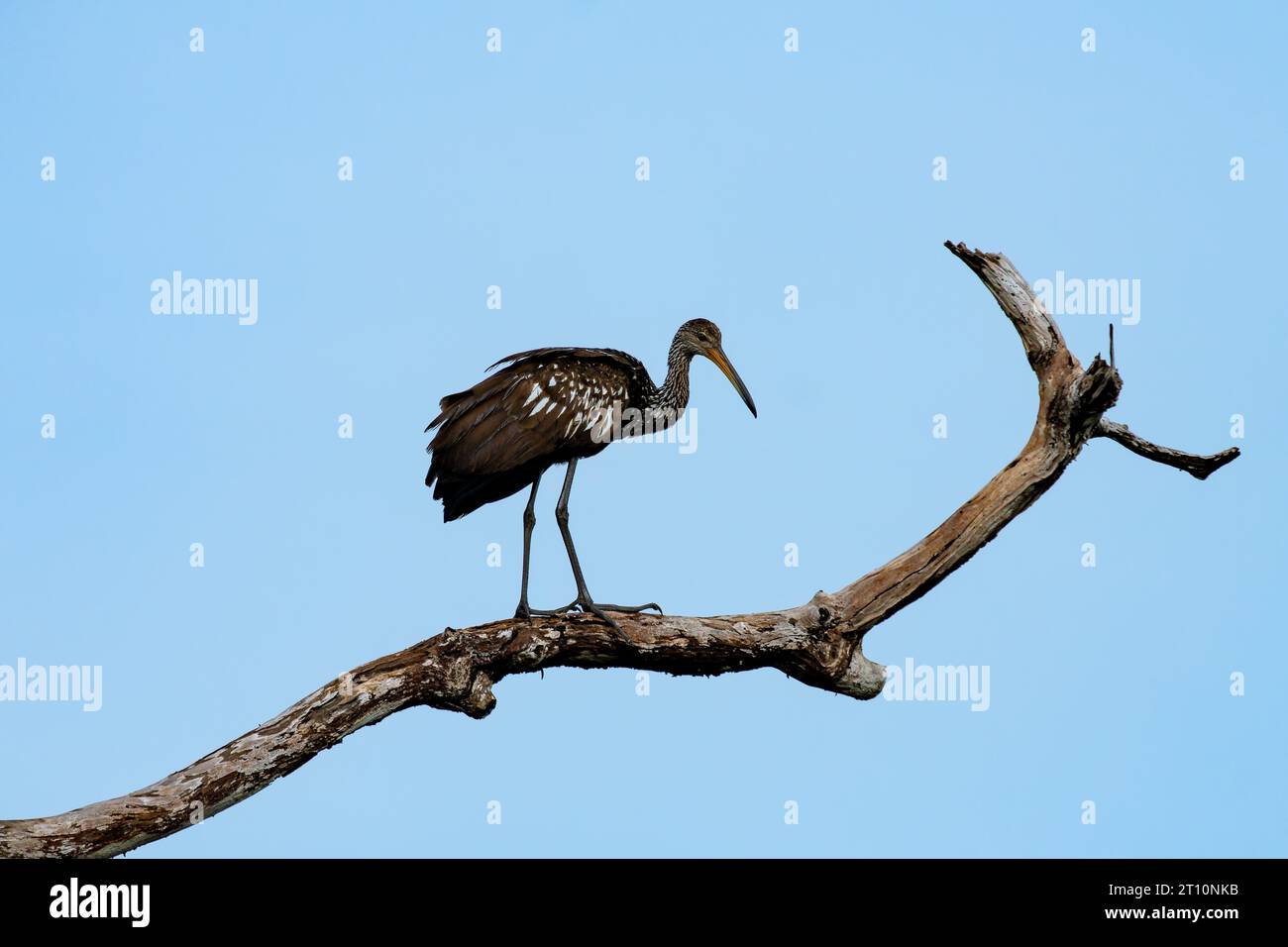 Un Limpkin, Aramus guarauna, arroccato su un albero lungo il New River nel quartiere Orange Walk del Belize. Foto Stock