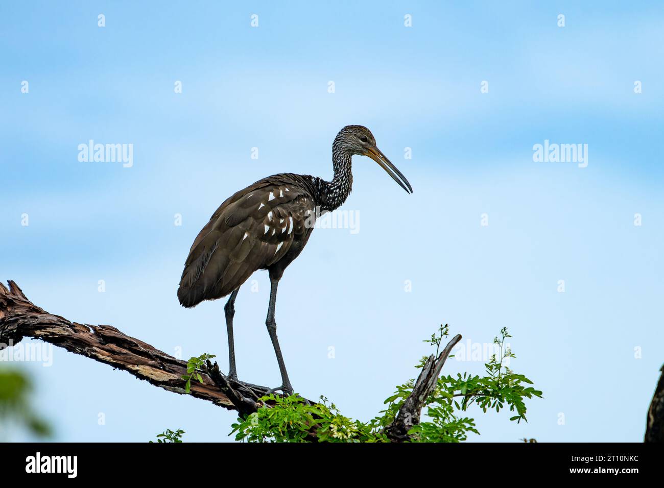 Un Limpkin, Aramus guarauna, arroccato su un albero lungo il New River nel quartiere Orange Walk del Belize. Foto Stock