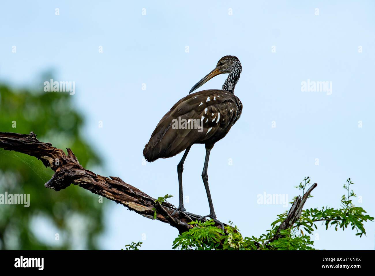 Un Limpkin, Aramus guarauna, arroccato su un albero lungo il New River nel quartiere Orange Walk del Belize. Foto Stock