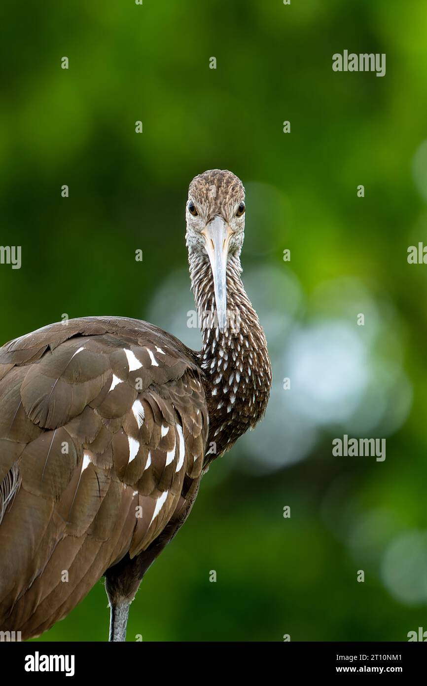 Un Limpkin, Aramus guarauna, arroccato su un albero lungo il New River nel quartiere Orange Walk del Belize. Foto Stock