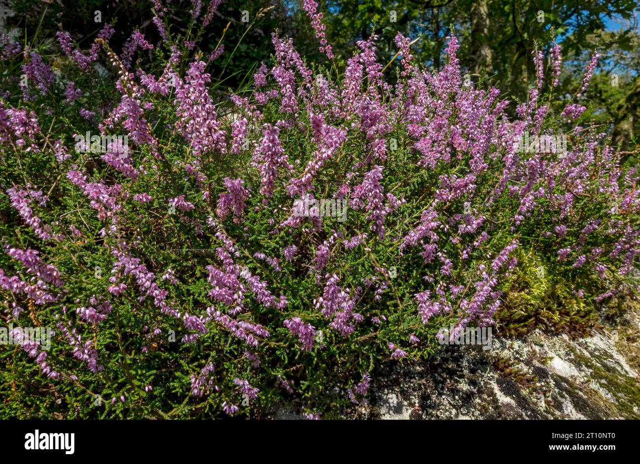 Primo piano dei fiori di erica viola selvatici che crescono in fiore in estate Cumbria Inghilterra Regno Unito Gran Bretagna Foto Stock