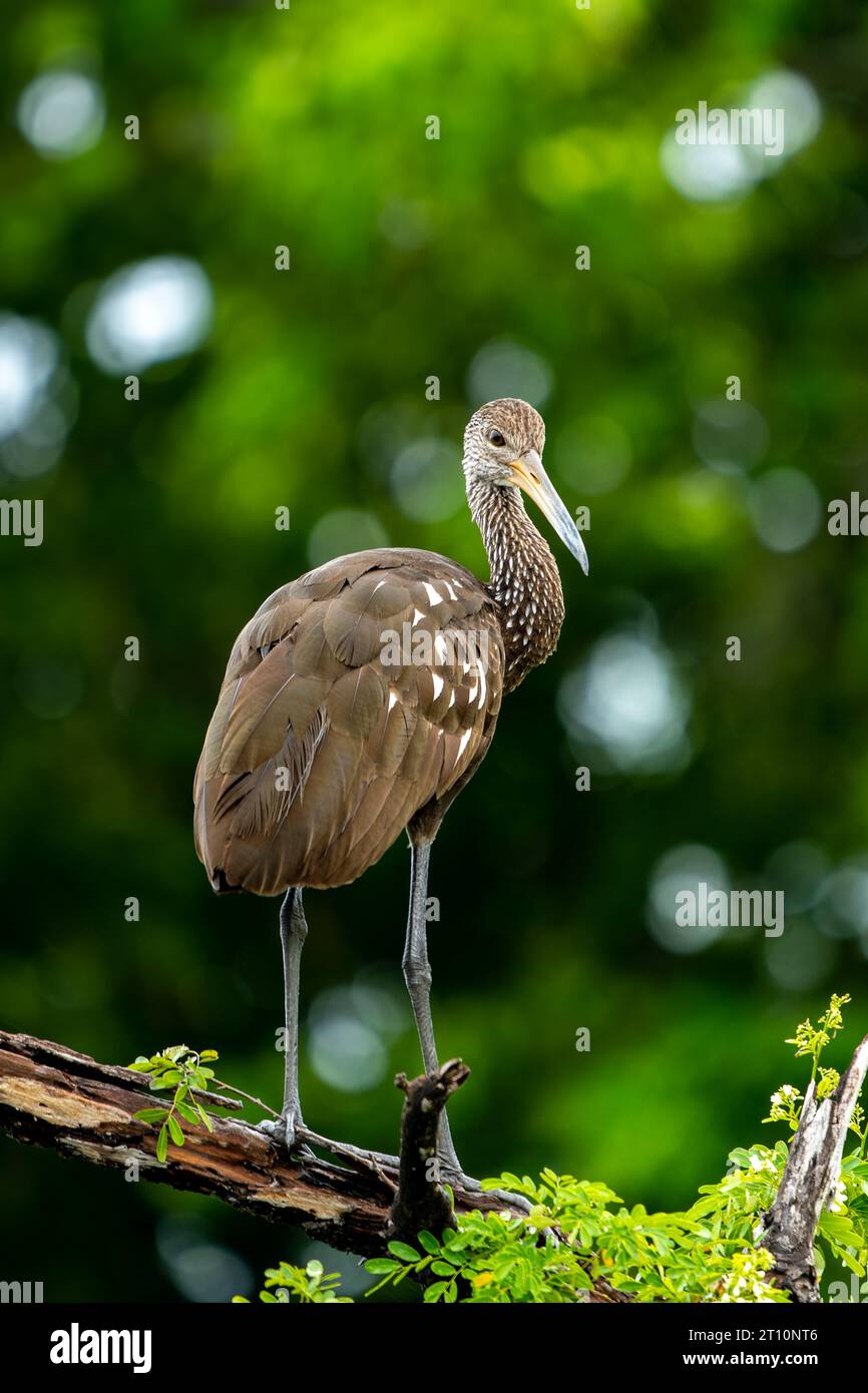 Un Limpkin, Aramus guarauna, arroccato su un albero lungo il New River nel quartiere Orange Walk del Belize. Foto Stock