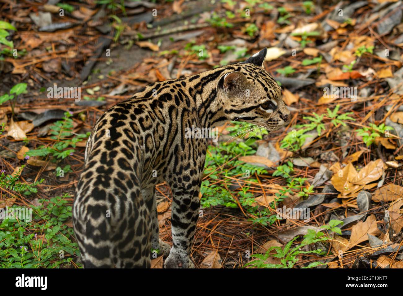 Un Ocelot, Leopardus pardalis, nello zoo del Belize. Foto Stock