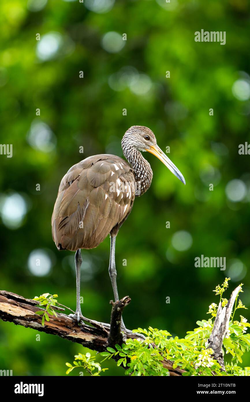 Un Limpkin, Aramus guarauna, arroccato su un albero lungo il New River nel quartiere Orange Walk del Belize. Foto Stock