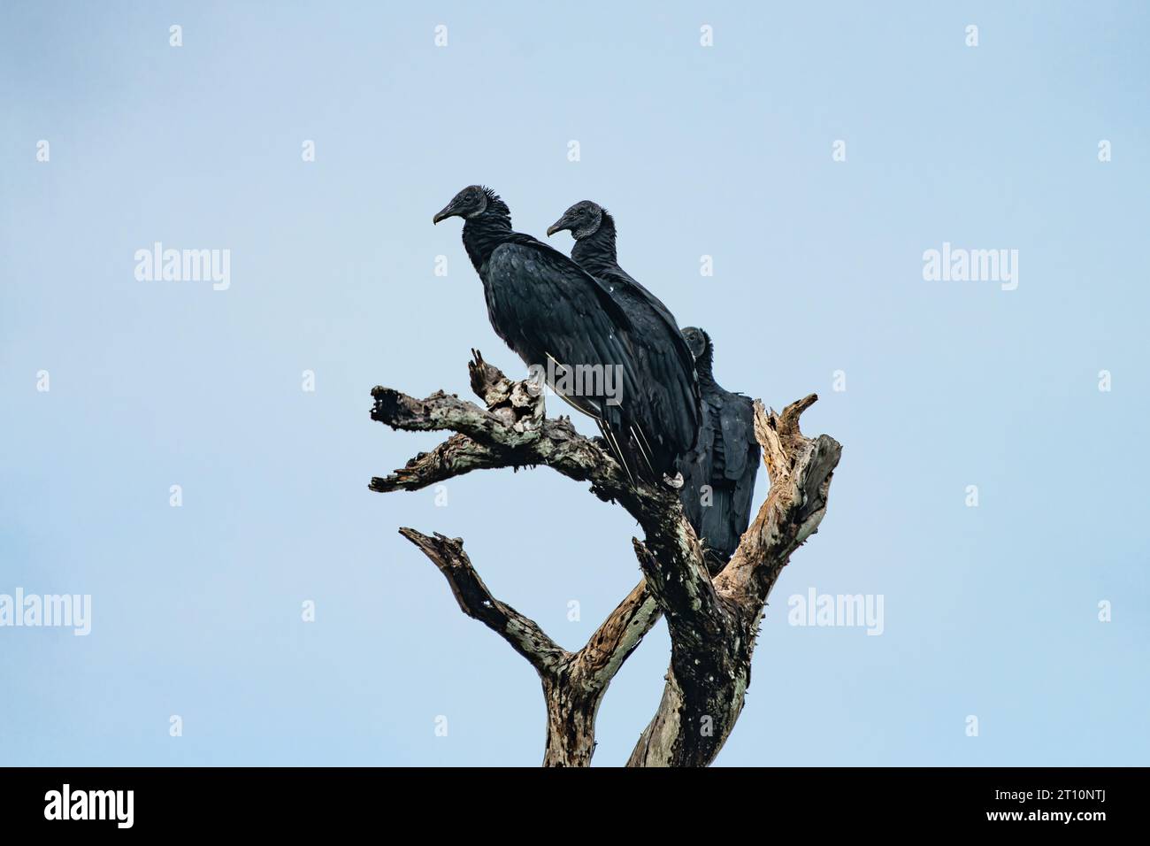 Black Vultures, Coragyps atratus, in un albero morto vicino al New River nel quartiere Orange Walk, Belize. Foto Stock