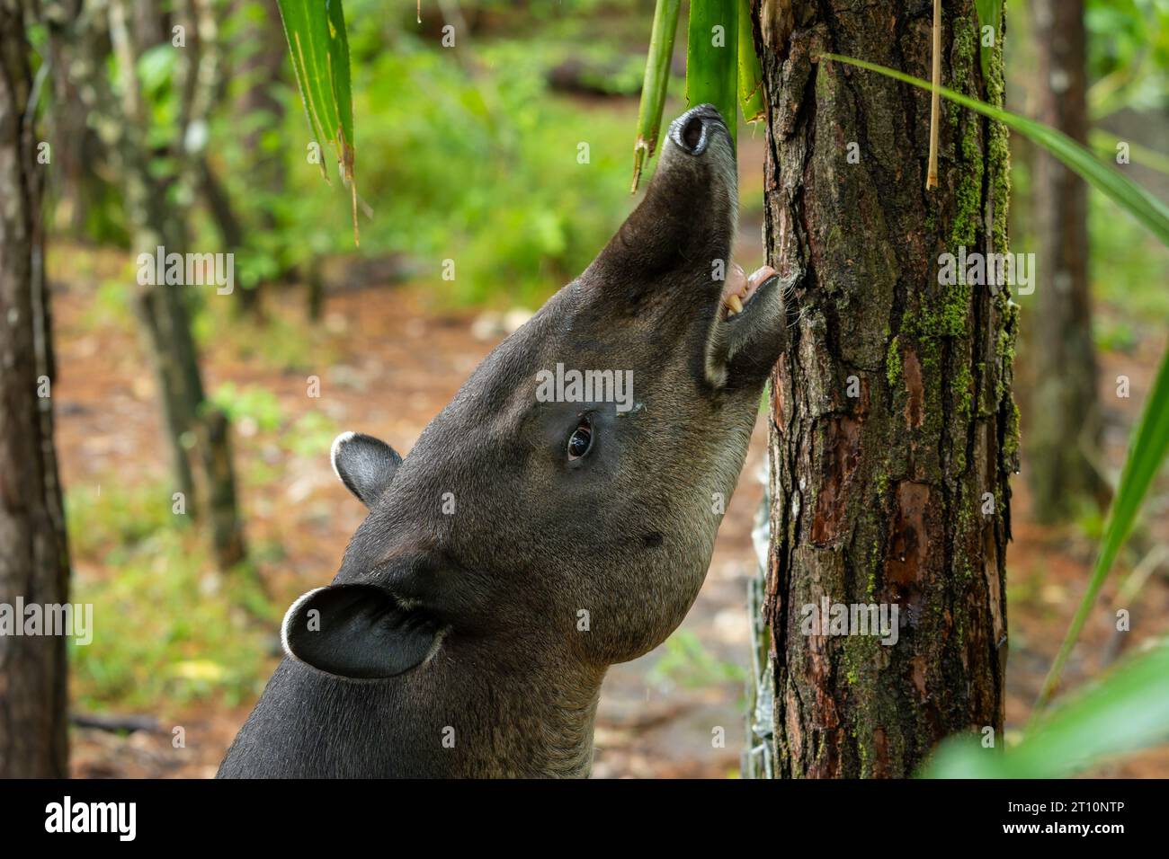 Il tapiro di Baird in via di estinzione, Tapirus bairdii, che cerca di raggiungere una foglia di palma nello zoo del Belize. Foto Stock