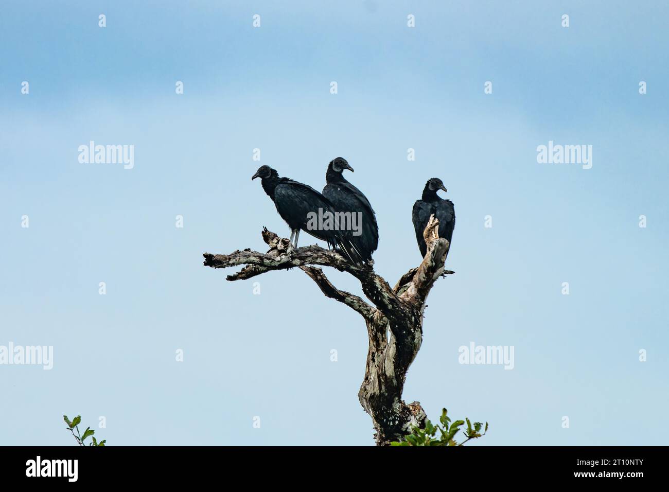 Black Vultures, Coragyps atratus, in un albero morto vicino al New River nel quartiere Orange Walk, Belize. Foto Stock