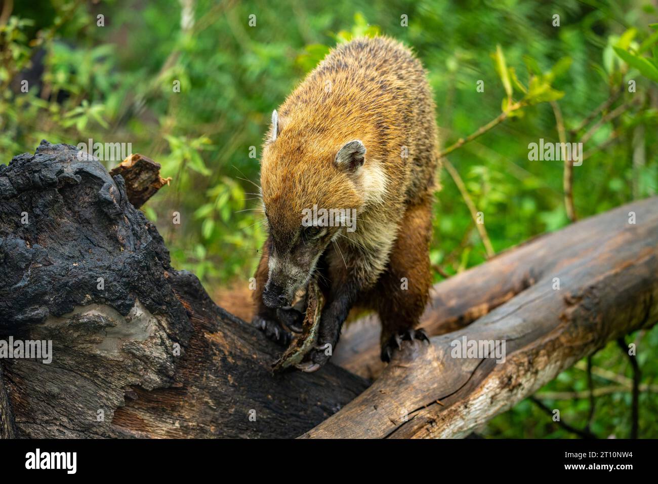 Una Coati dal naso bianco, Nasua narica, nello zoo del Belize. Foto Stock