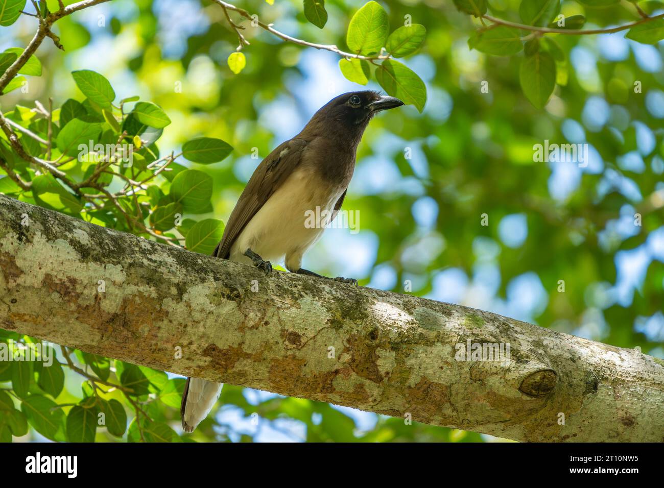 Un ghiandaia marrone, Psilorhinus morio, arroccato su un albero vicino al fiume nuovo nella riserva archeologica di Lamanai, Orange Walk District, Belize. Foto Stock