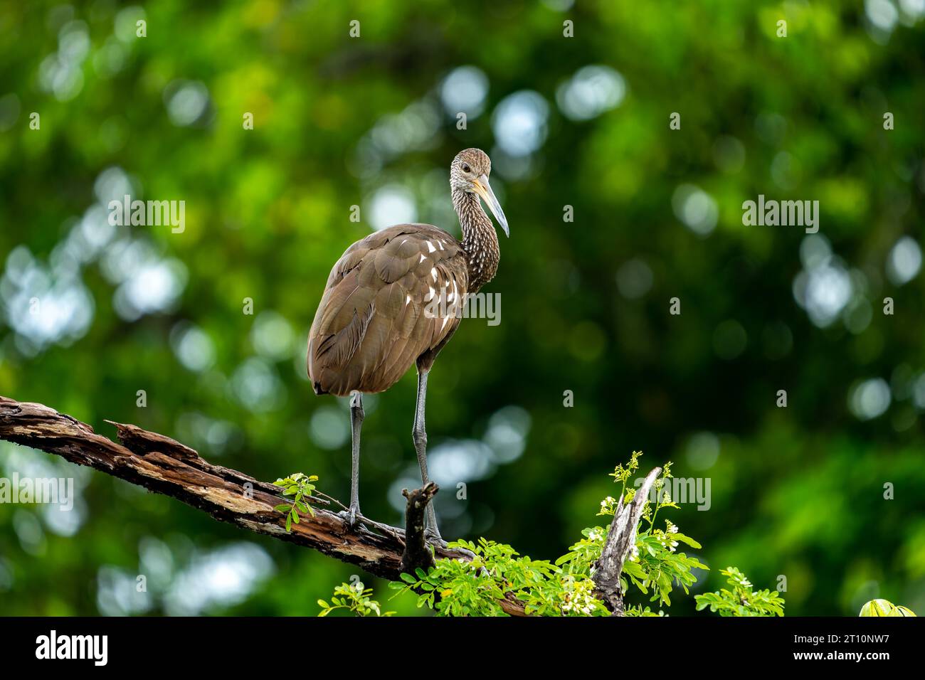 Un Limpkin, Aramus guarauna, arroccato su un albero lungo il New River nel quartiere Orange Walk del Belize. Foto Stock
