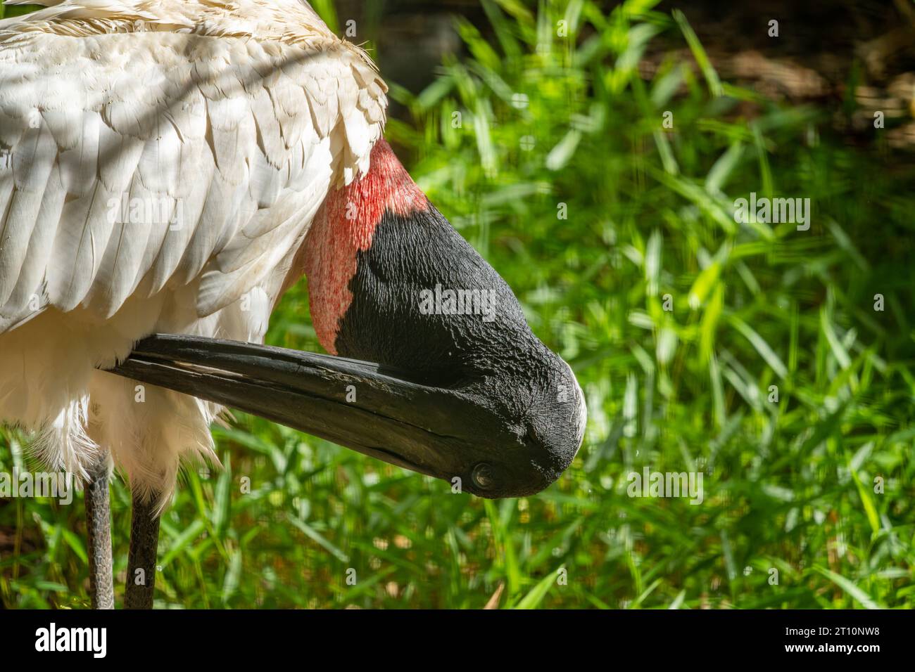 Un Jabiru, un micterio di Jabiru, nello zoo del Belize. Foto Stock