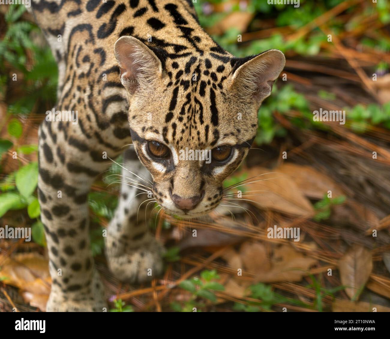 Un Ocelot, Leopardus pardalis, nello zoo del Belize. Foto Stock