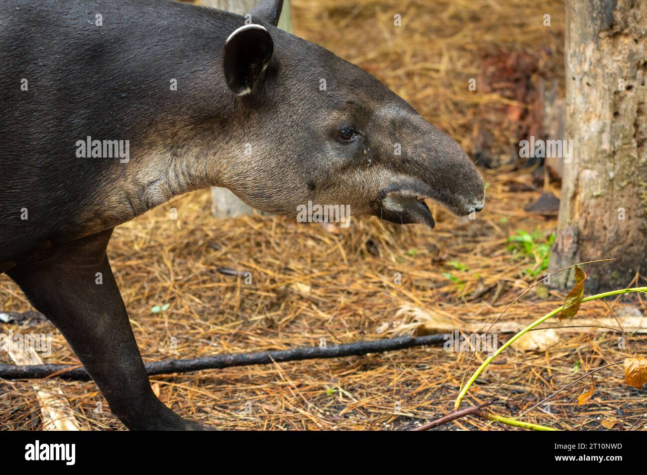 Il tapiro di Baird, Tapirus bairdii, in via di estinzione, nello zoo del Belize. Foto Stock