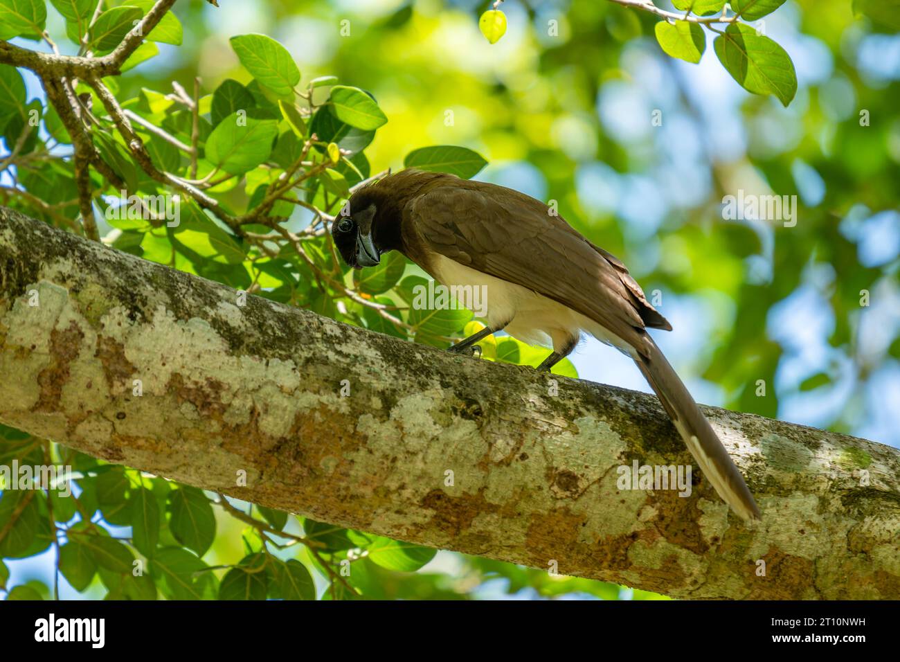 Un ghiandaia marrone, Psilorhinus morio, arroccato su un albero vicino al fiume nuovo nella riserva archeologica di Lamanai, Orange Walk District, Belize. Foto Stock