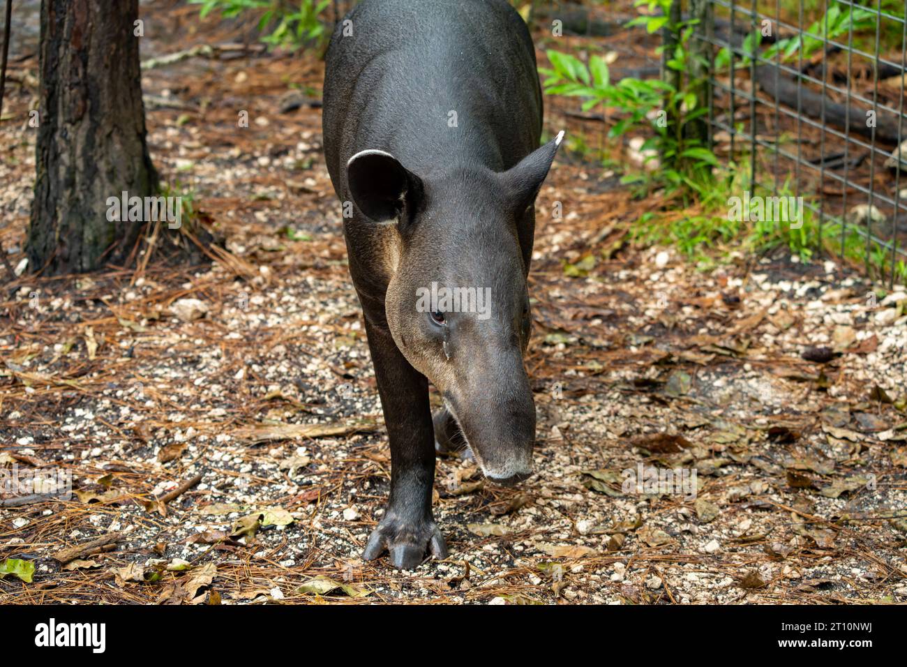 Il tapiro di Baird, Tapirus bairdii, in via di estinzione, nello zoo del Belize. Foto Stock