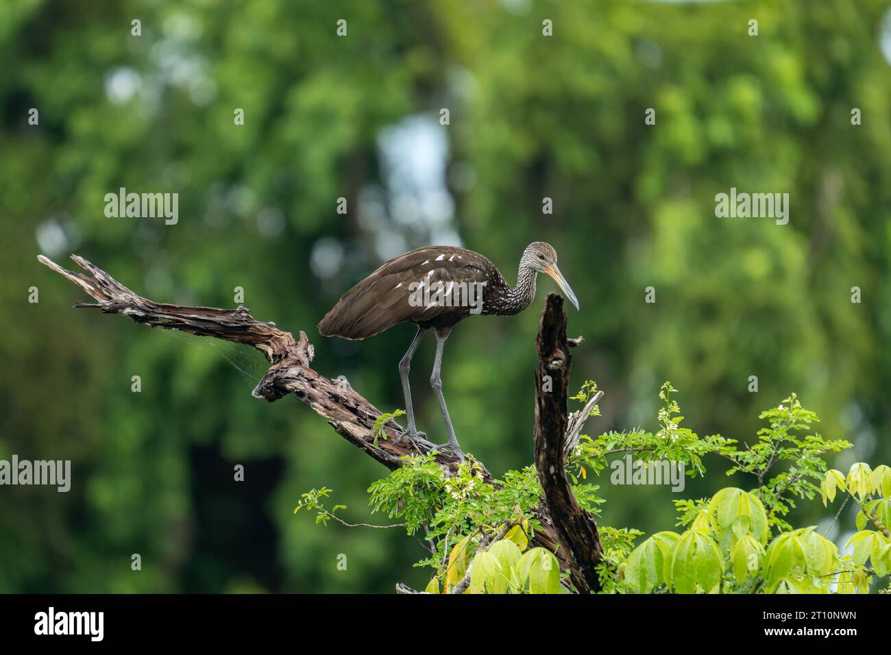 Un Limpkin, Aramus guarauna, arroccato su un albero lungo il New River nel quartiere Orange Walk del Belize. Foto Stock
