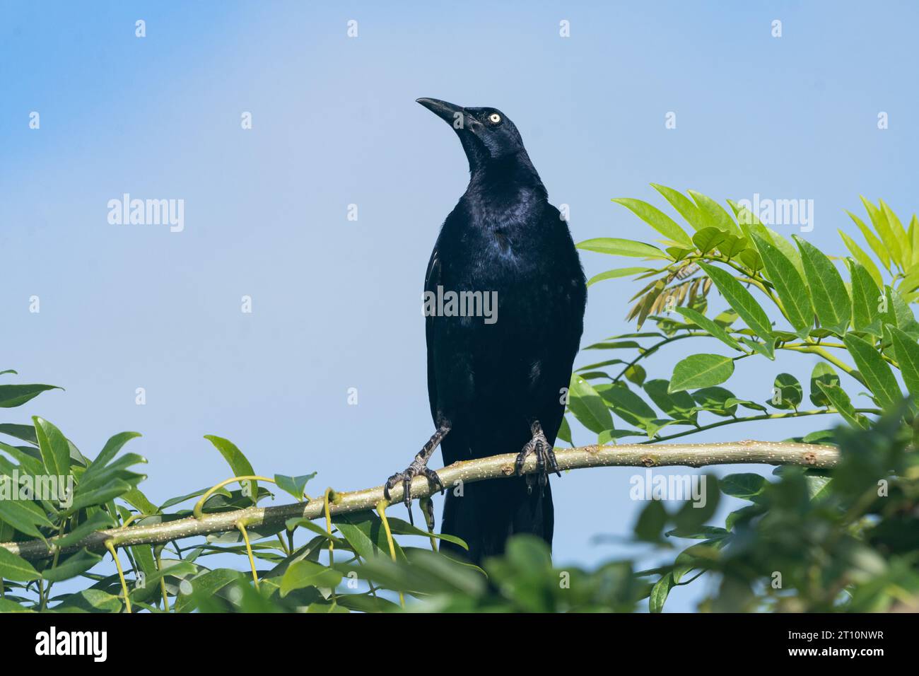 Un maschio Grackle dalla coda grande, Quiscalus mexicanus, arroccato su un albero a San Ignacio, distretto di Cayo, Belize. Foto Stock