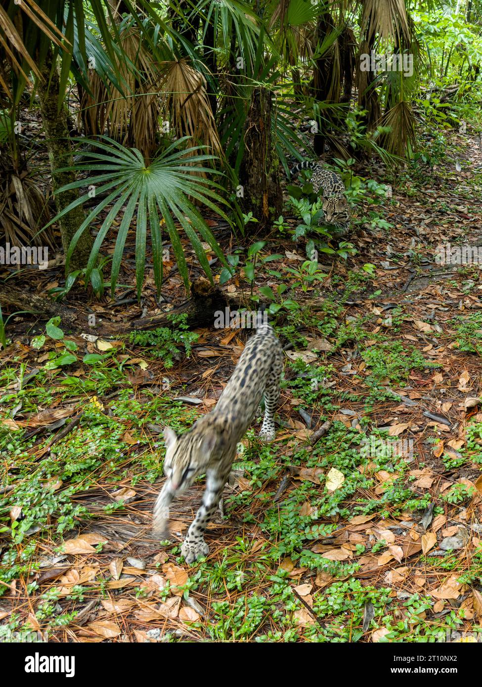 Due ocelotti, Leopardus pardalis, nello zoo del Belize. Foto Stock