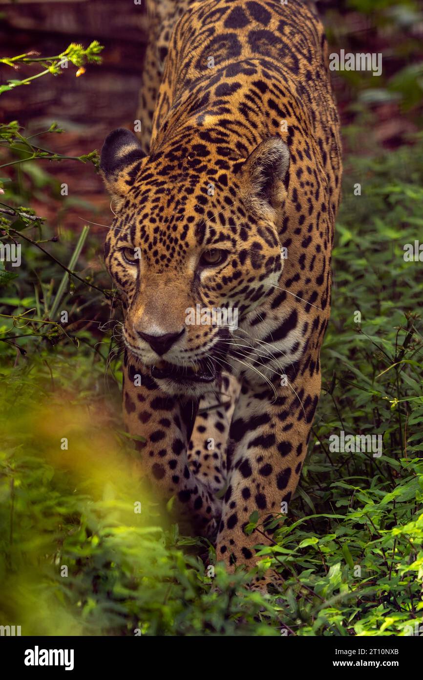 Un giaguaro, Panthera onca, nello zoo del Belize. Foto Stock