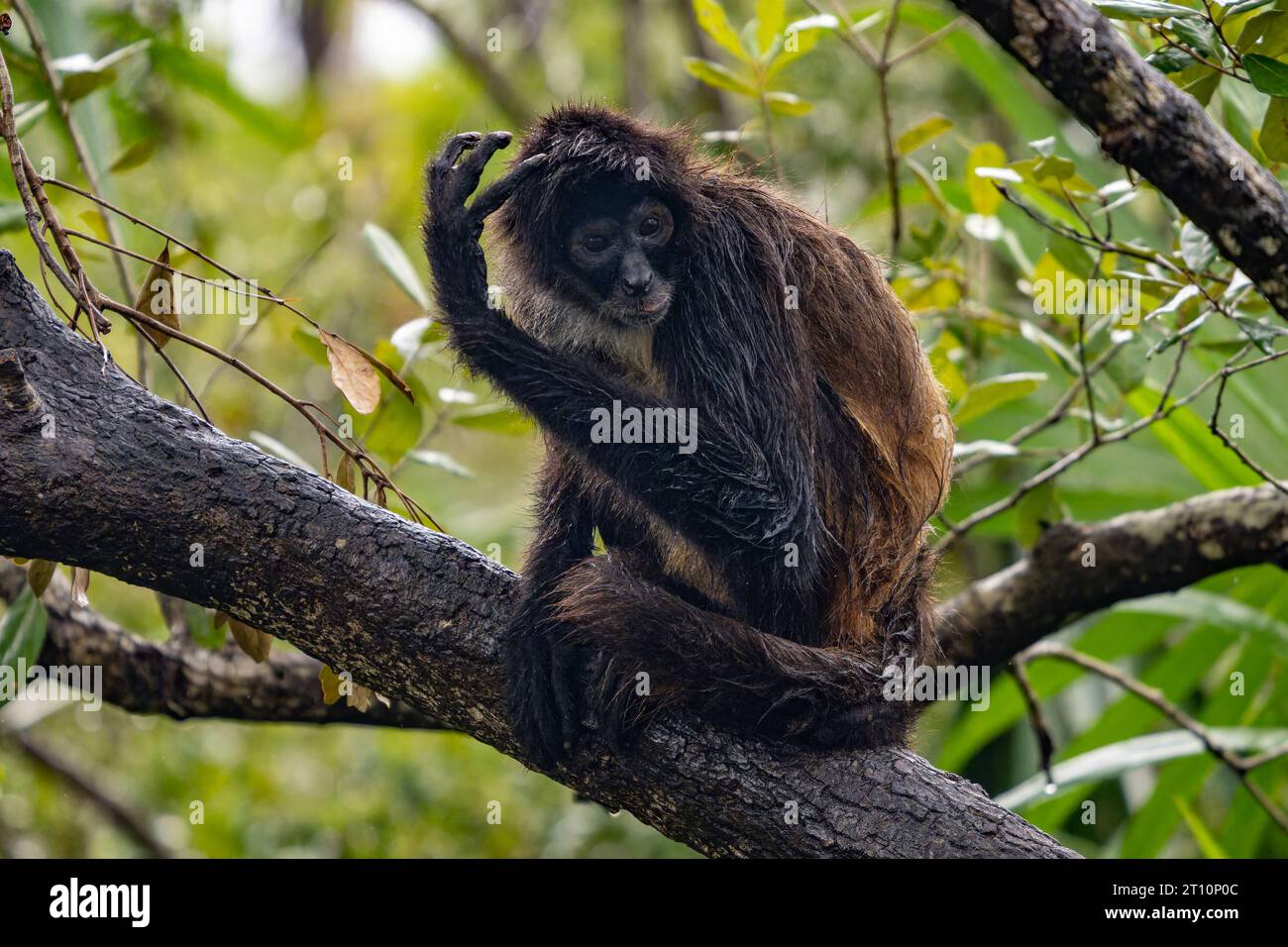 Una scimmia ragno dello Yucatan bagnata dalla pioggia o scimmia ragno messicana, Ateles geoffroyi vellerosus, nello zoo del Belize. Foto Stock