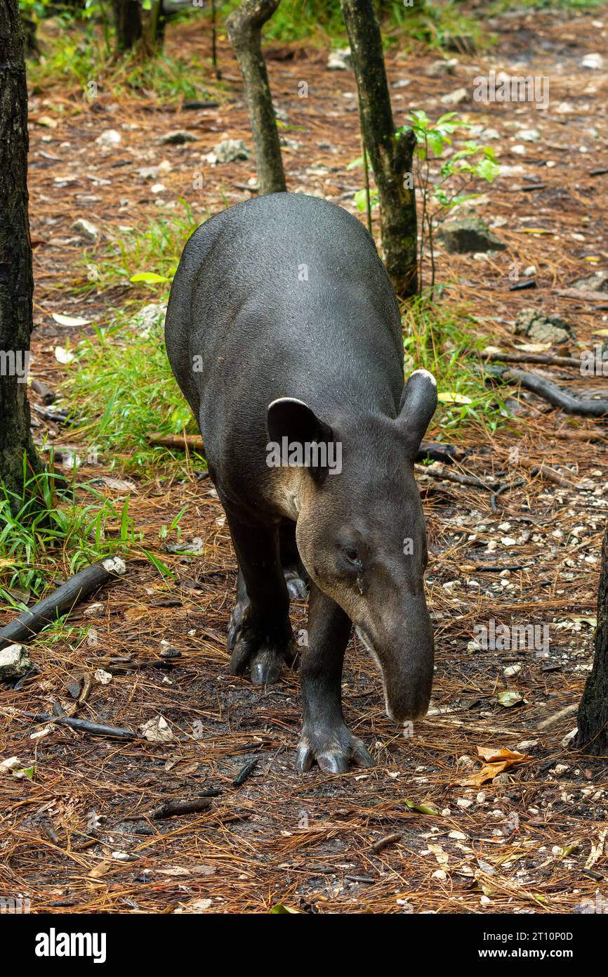 Il tapiro di Baird, Tapirus bairdii, in via di estinzione, nello zoo del Belize. Foto Stock