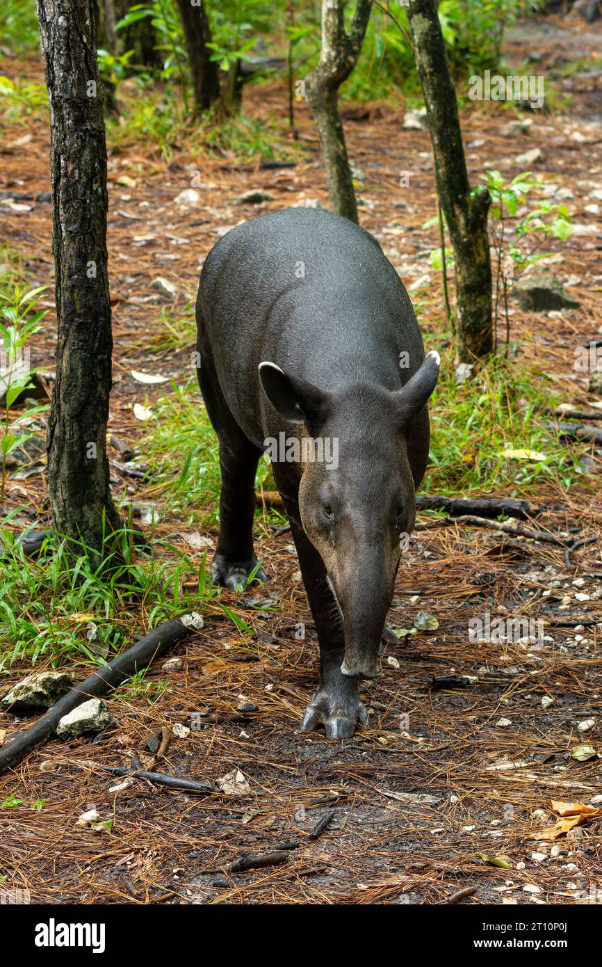 Il tapiro di Baird, Tapirus bairdii, in via di estinzione, nello zoo del Belize. Foto Stock