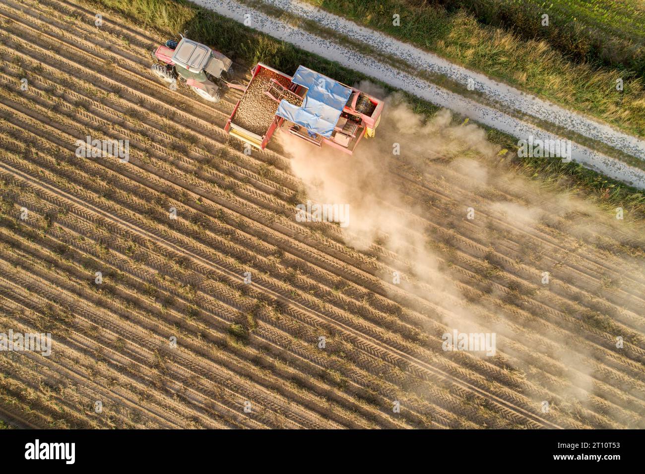 vista aerea con drone di un trattore che raccoglie le patate Foto Stock