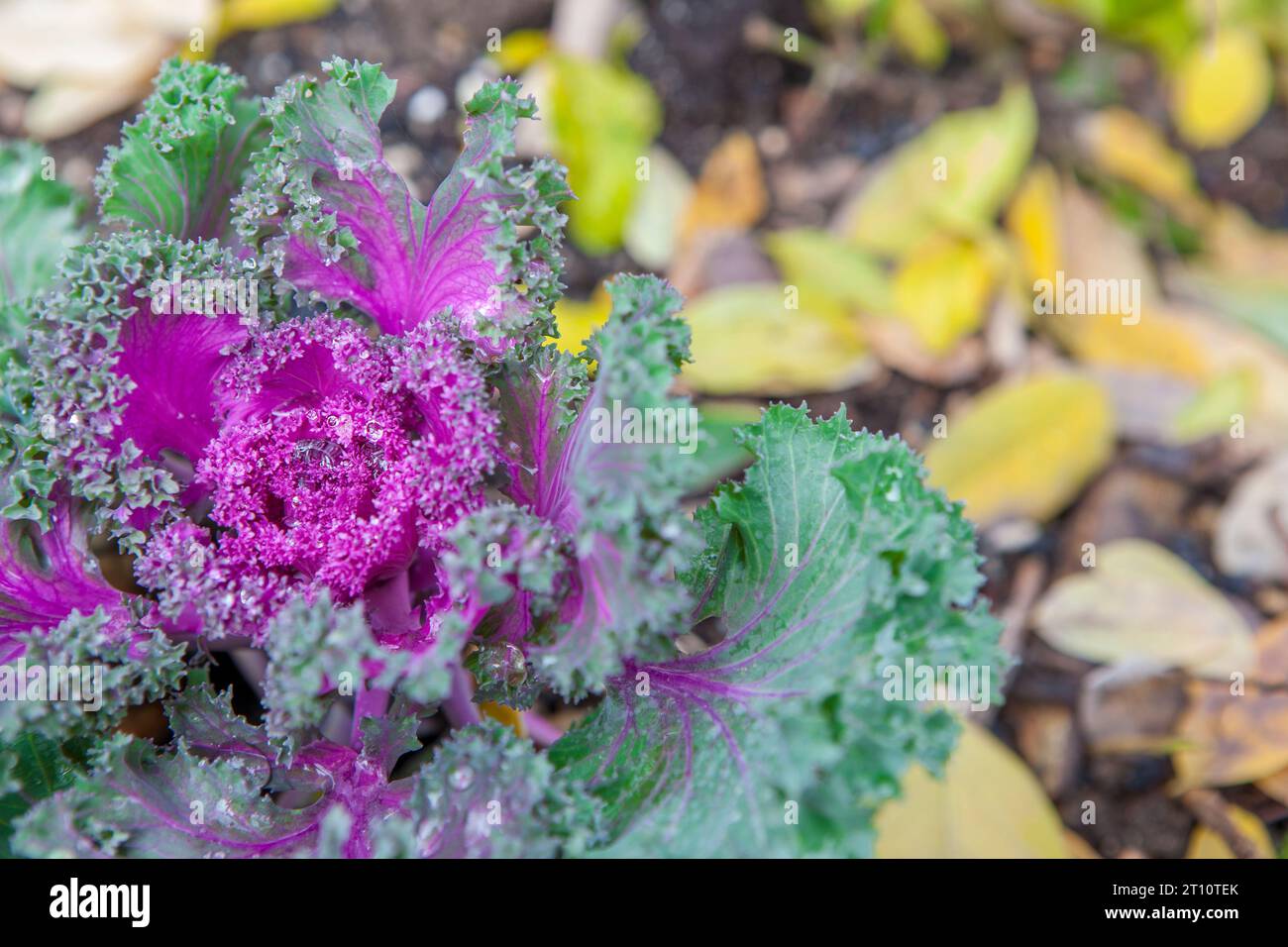 Brassica oleracea utilizzata come pianta ornamentale invernale. Fiori viola in fiore con gocce di rugiada Foto Stock