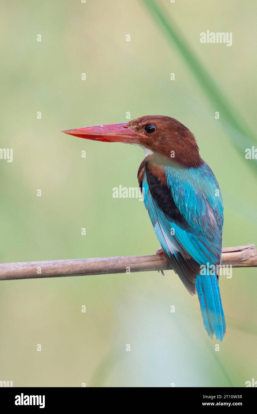 Kingfisher con Throated White Foto Stock
