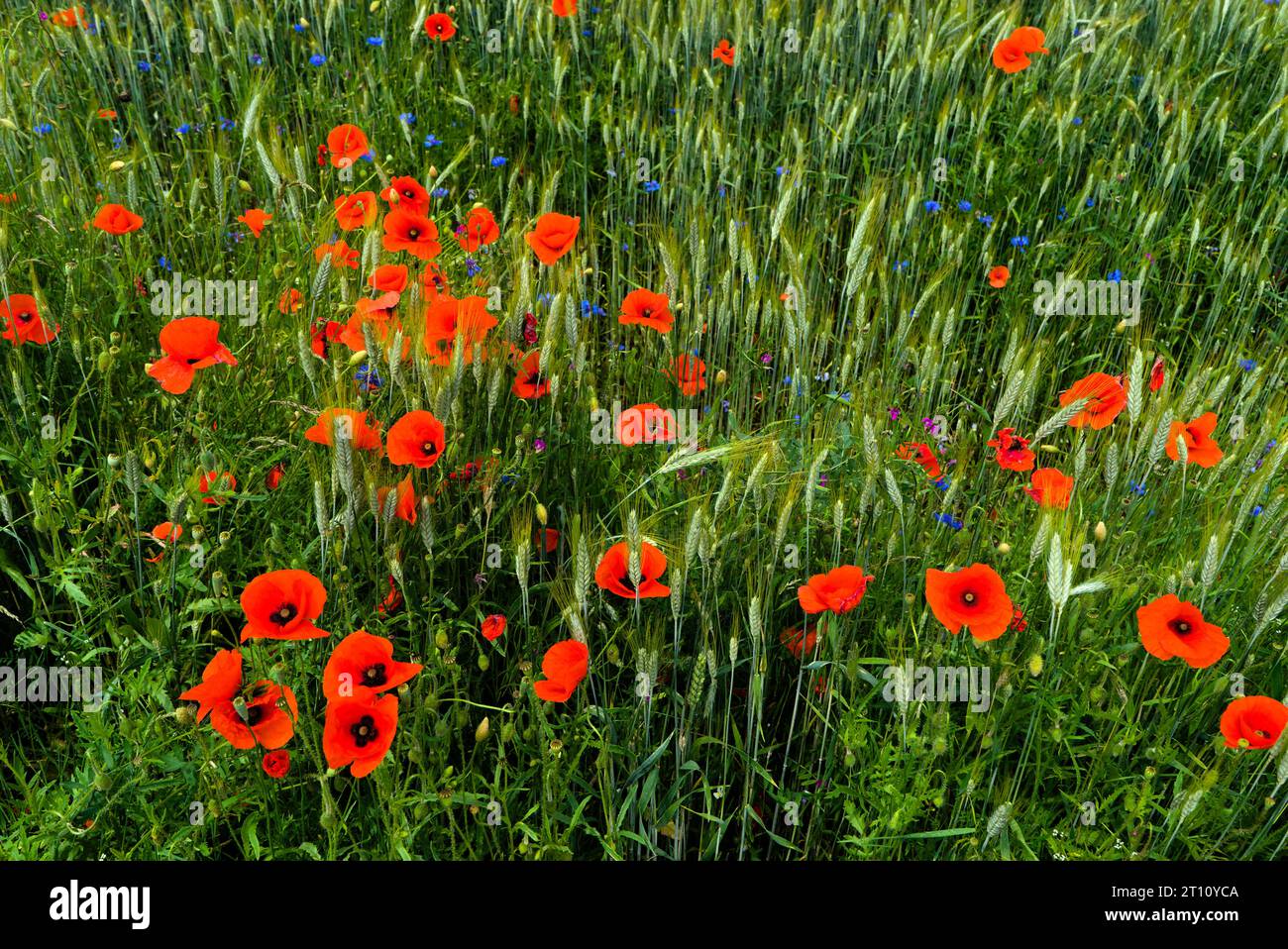 Campo naturale di cereali, erba, papaveri e fiori di mais Foto Stock