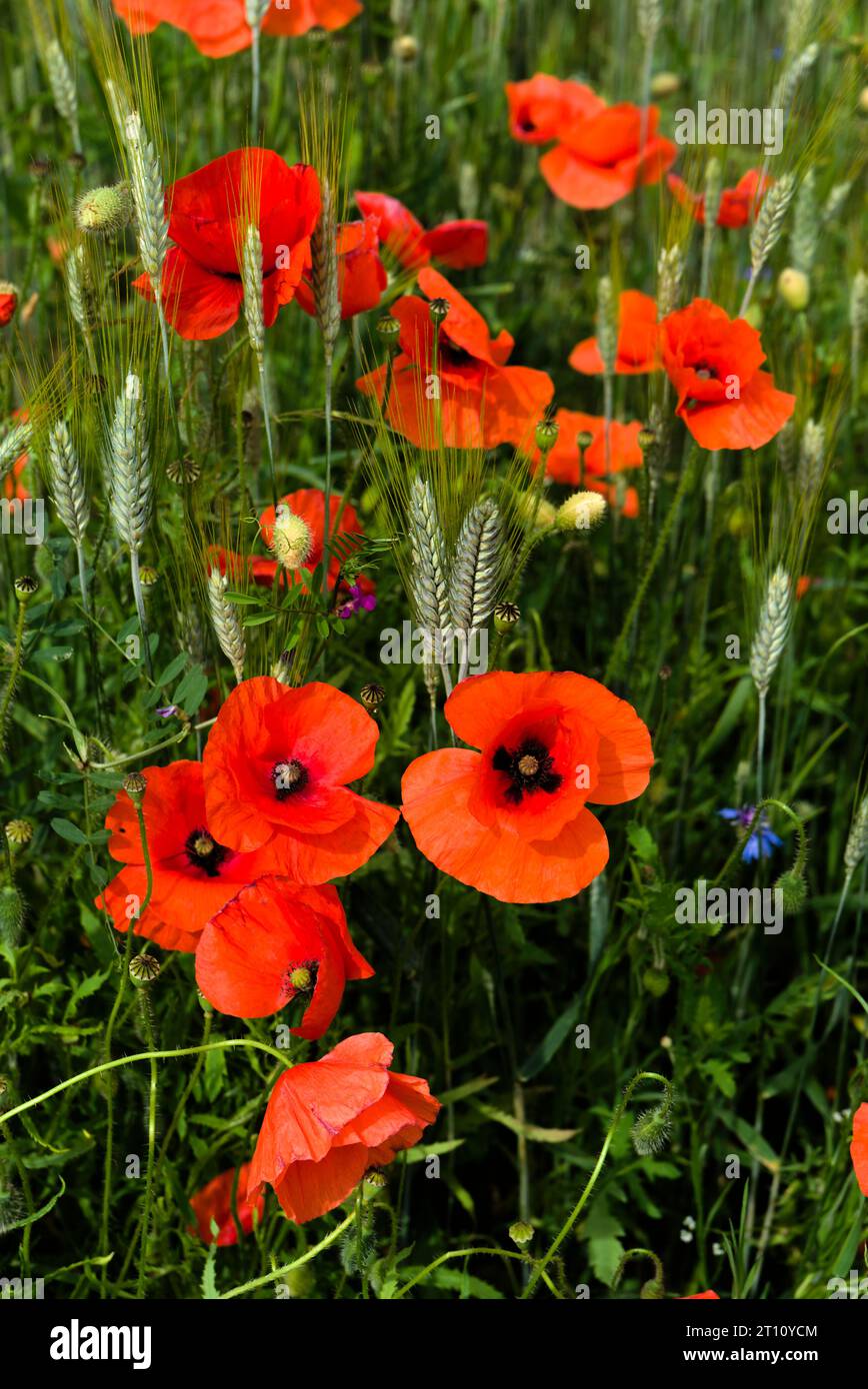 Campo naturale di cereali, erba, papaveri e fiori di mais Foto Stock